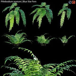 3D Phlebodium aureum - fern 01