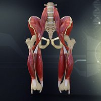 Pelvis Muscle Bone Anatomy