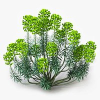 Euphorbia Characias