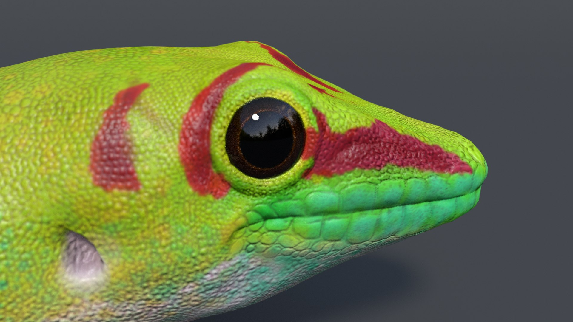 Gecko Rig Model - TurboSquid 1181653