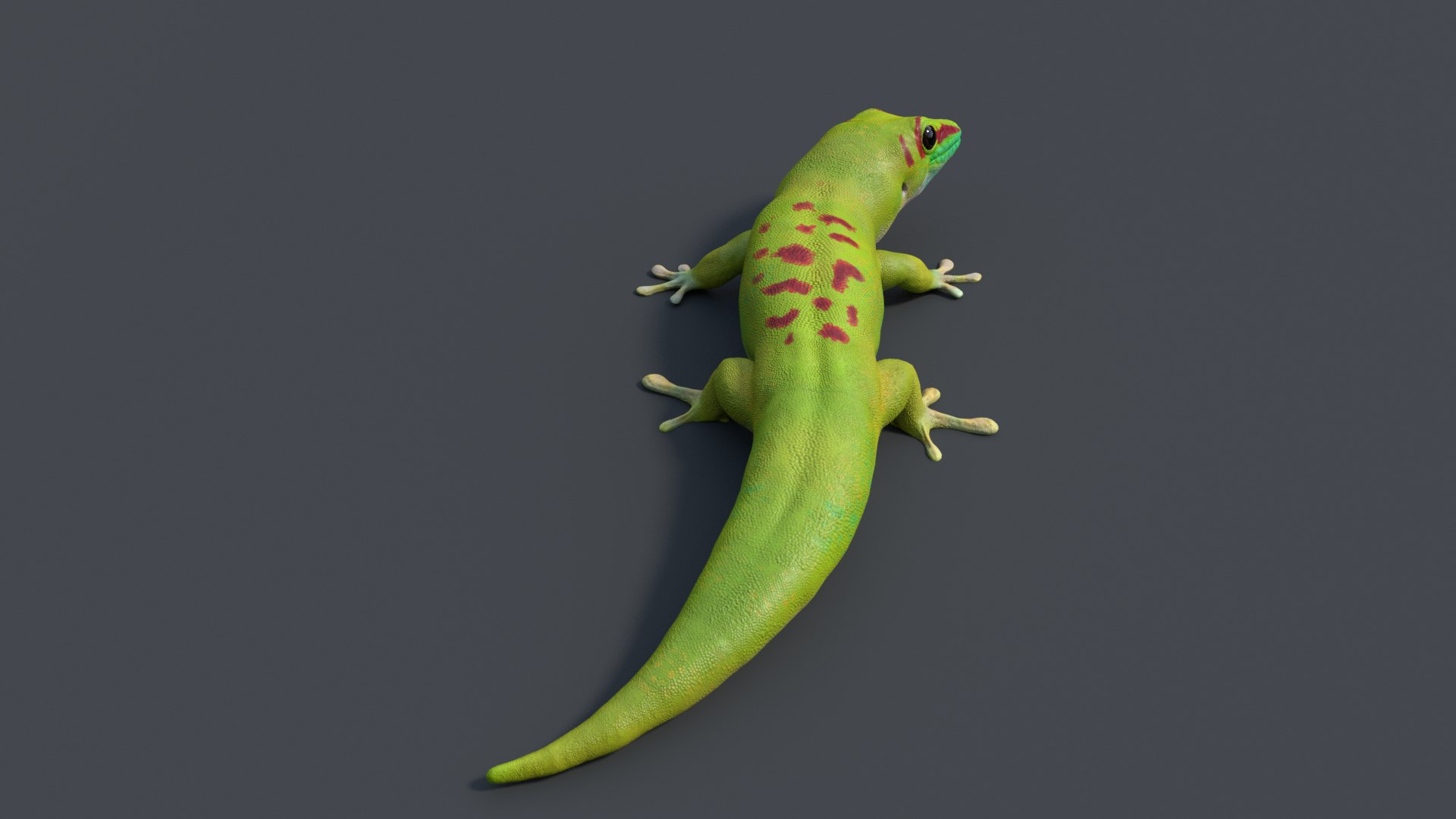 Gecko Rig Model - TurboSquid 1181653