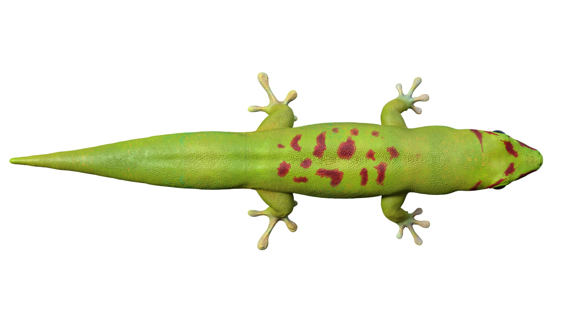 Gecko Rig Model - TurboSquid 1181653