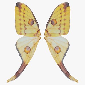 Owlet Moth Noctuoidea 2 Remastered