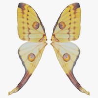 Owlet Moth Noctuoidea 2 Remastered