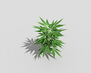 3d plant pot model