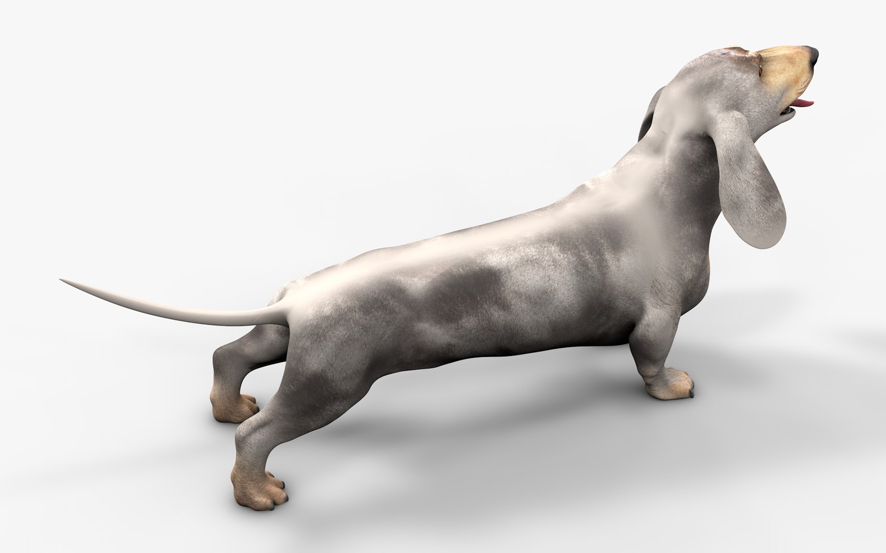 3D Dachshund Rigged L1863 https://p.turbosquid.com/ts-thumb/c1/SE0MKB/3o/12_i16/png/1665357993/1920x1080/fit_q87/d05377e74f28b5e8244fd5c4ca7377be278aeacb/12_i16.jpg