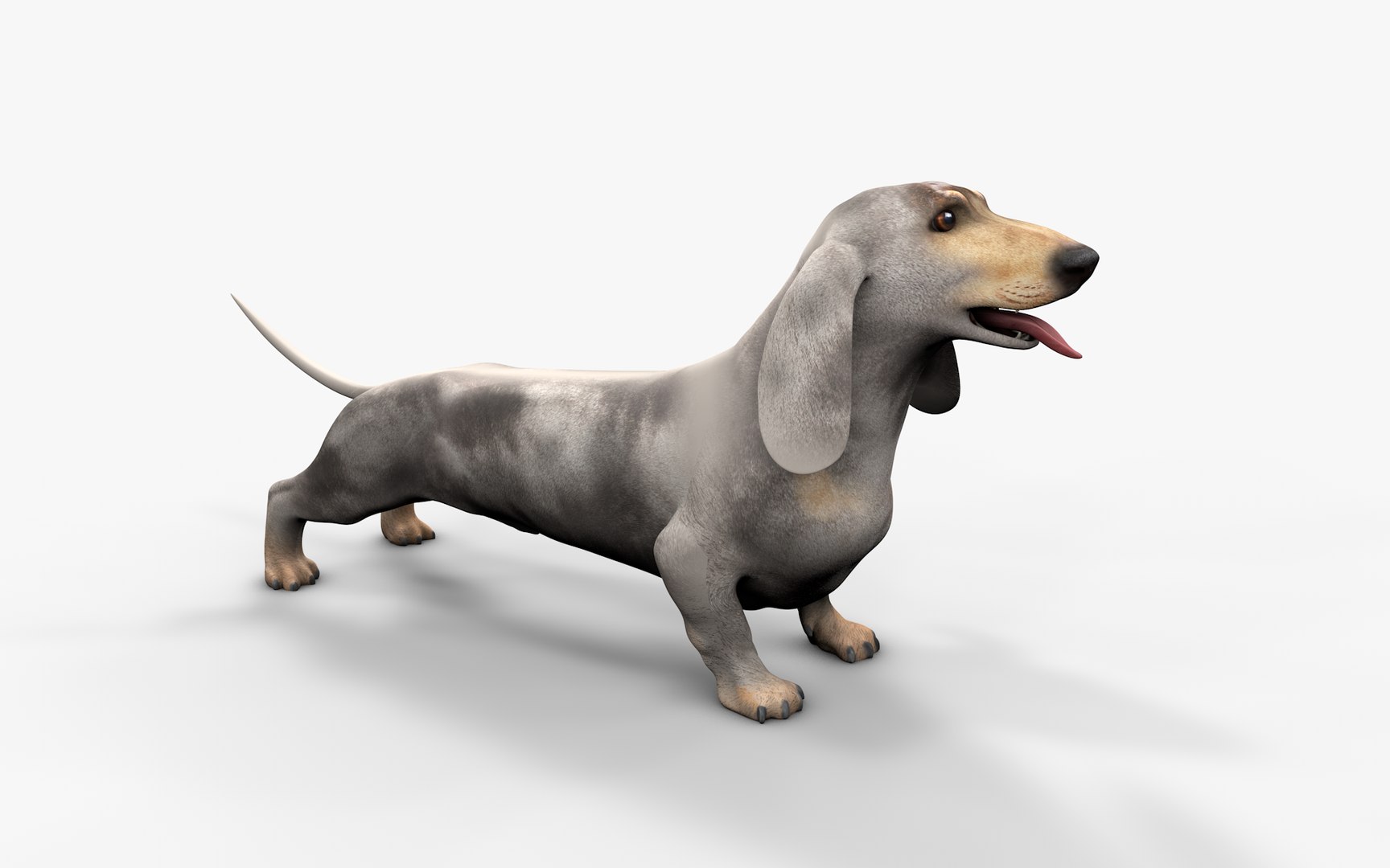 3D Dachshund Rigged L1863 https://p.turbosquid.com/ts-thumb/c1/SE0MKB/J7/02b/png/1665357980/1920x1080/fit_q87/b149ac13d46432a41dd52615efb2ccd6aa64e5f5/02b.jpg