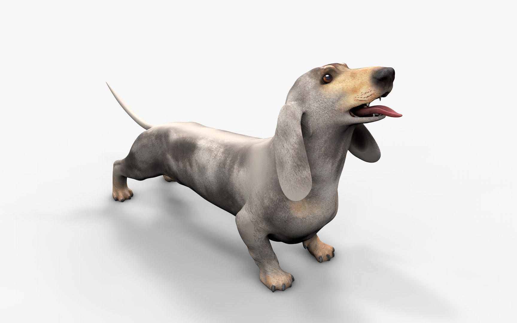 3D Dachshund Rigged L1863 https://p.turbosquid.com/ts-thumb/c1/SE0MKB/UI/03_i7/png/1665357983/1920x1080/fit_q87/7aefb8a61cf64f82d0a898b13be8738438f0a551/03_i7.jpg