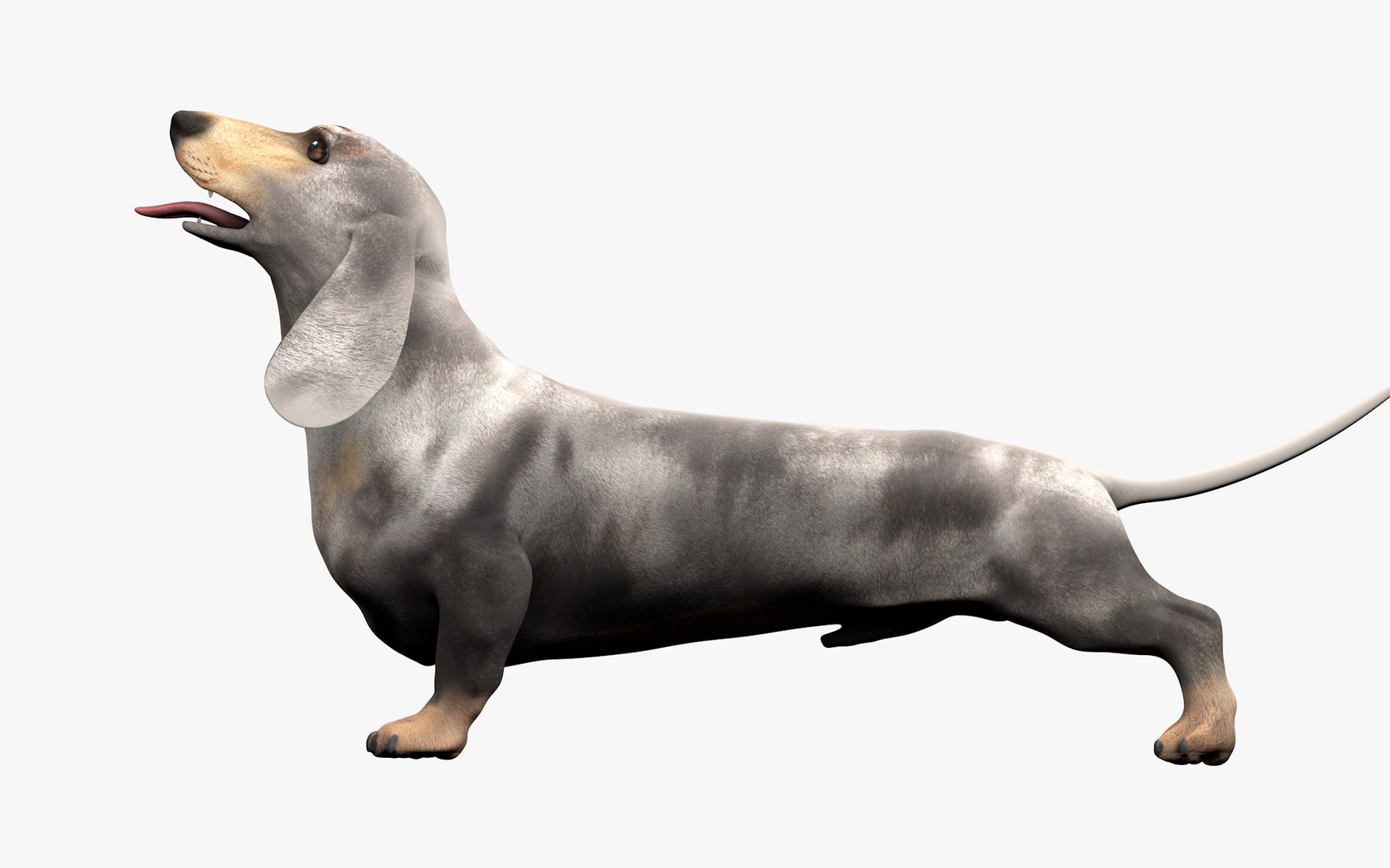 3D Dachshund Rigged L1863 https://p.turbosquid.com/ts-thumb/c1/SE0MKB/jy/10_i14/png/1665357993/1920x1080/fit_q87/9f4d0c0f2ed05fa7bbc550e8e3abaf8a8bdbd2e4/10_i14.jpg