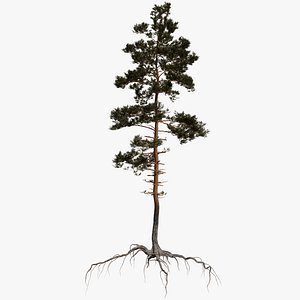 Pine Tree 8