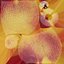 Nectarines pack