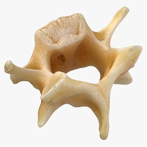 3D Kangaroo Red Necked Wallaby Cervical Vertebrae C4 model