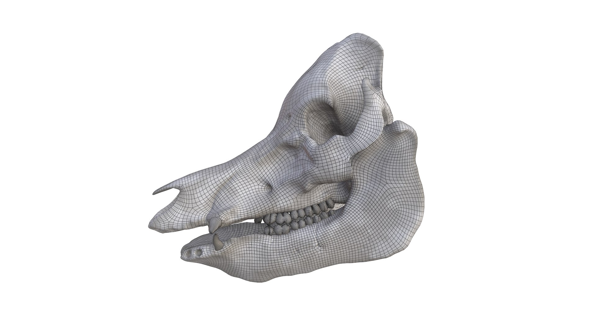 3D Boar Skull model https://p.turbosquid.com/ts-thumb/c2/MUlug8/2R/screenshot008/png/1632230904/1920x1080/fit_q87/213efc6715a399d12b57128da79ff27480eb24c4/screenshot008.jpg