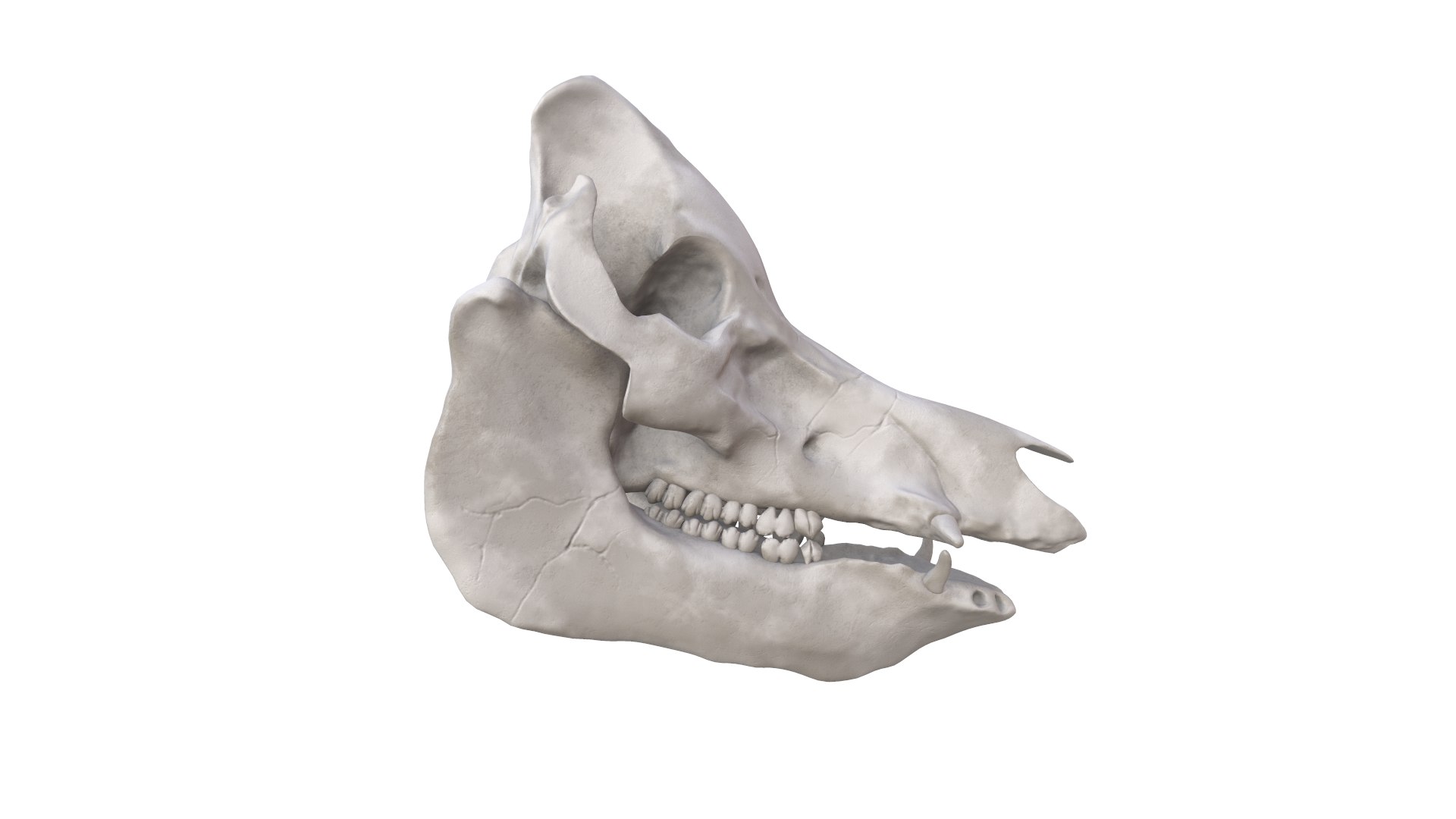 3D Boar Skull model https://p.turbosquid.com/ts-thumb/c2/MUlug8/Gh/screenshot014/png/1632230905/1920x1080/fit_q87/666a3418002e82a6db756871fb387753558c764b/screenshot014.jpg