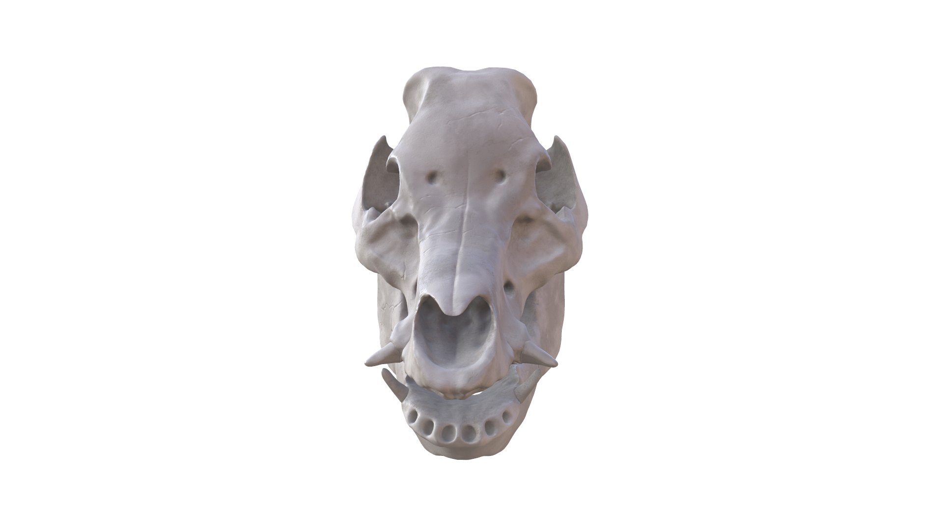 3D Boar Skull model https://p.turbosquid.com/ts-thumb/c2/MUlug8/UD/screenshot015/png/1632230988/1920x1080/fit_q87/d38f1ab93213cb15799012d5349facaa9e530871/screenshot015.jpg