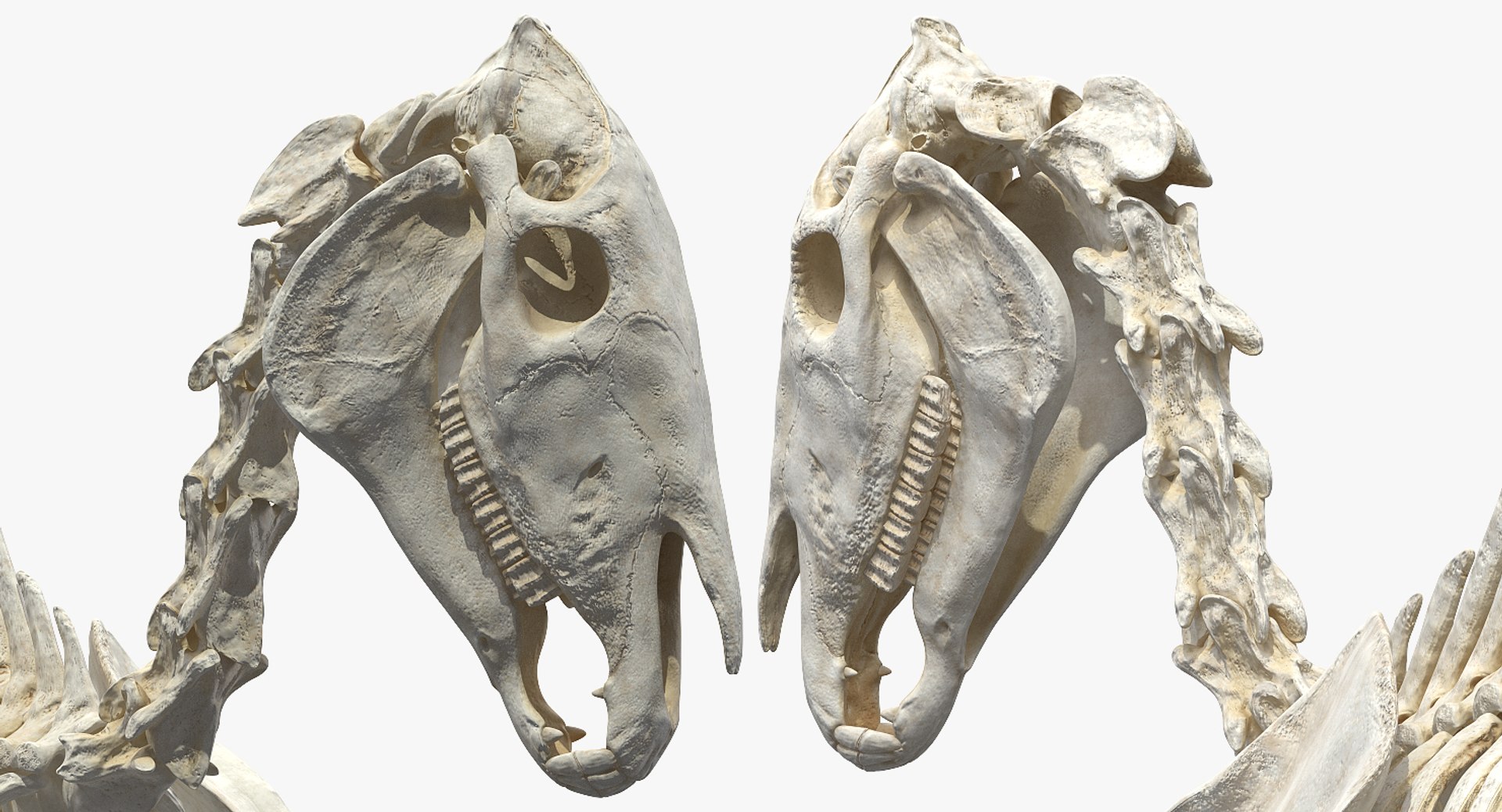 horse skeleton running pose 3D https://p.turbosquid.com/ts-thumb/c2/RC7AIW/4ZOsQQH8/horseskeletonrunningpose3dmodel011/jpg/1541855167/1920x1080/fit_q87/685fedea01c59340a69ea4327de6f839582babd7/horseskeletonrunningpose3dmodel011.jpg