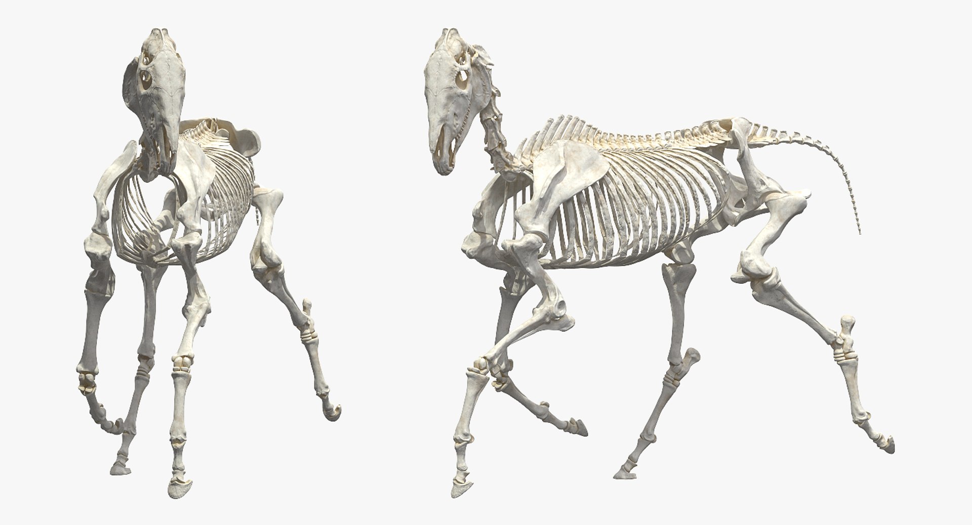 horse skeleton running pose 3D https://p.turbosquid.com/ts-thumb/c2/RC7AIW/My3SVvZa/horseskeletonrunningpose3dmodel004/jpg/1541855126/1920x1080/fit_q87/1fdd05d900a7ce74fd68333eded54eb1aaf28341/horseskeletonrunningpose3dmodel004.jpg