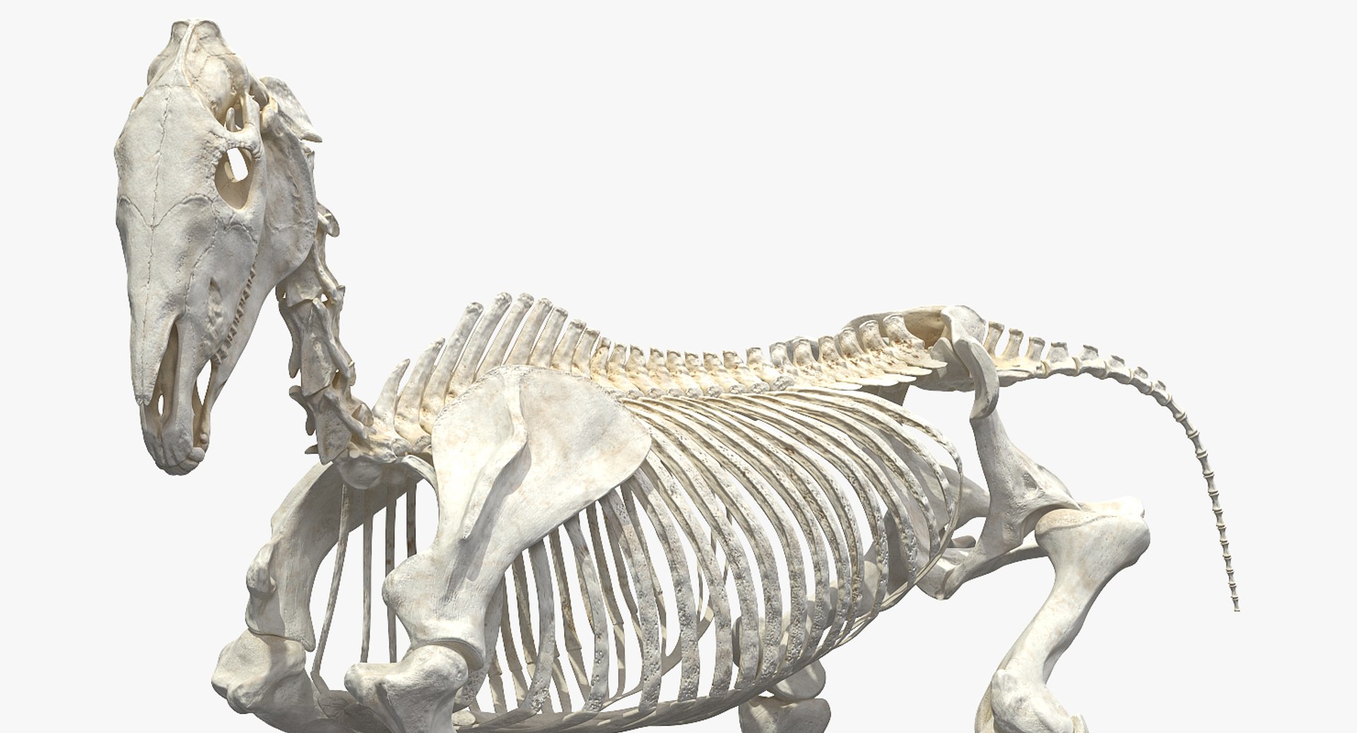 horse skeleton running pose 3D https://p.turbosquid.com/ts-thumb/c2/RC7AIW/V97DKvbq/horseskeletonrunningpose3dmodel007/jpg/1541855144/1920x1080/fit_q87/735ea9f189a4a880e5d1ea4faa99957071fd6817/horseskeletonrunningpose3dmodel007.jpg