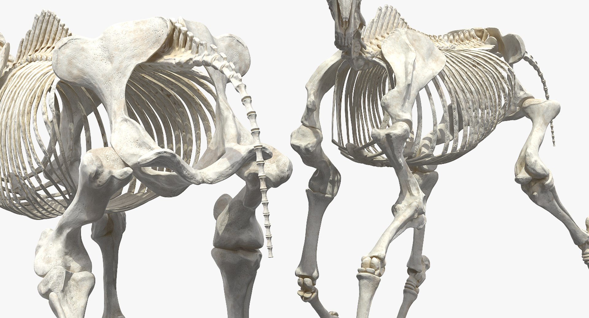 horse skeleton running pose 3D https://p.turbosquid.com/ts-thumb/c2/RC7AIW/VjuaVyjO/horseskeletonrunningpose3dmodel010/jpg/1541855162/1920x1080/fit_q87/dc7da40ecafd2473a81b1b60f55b8f71f540d57d/horseskeletonrunningpose3dmodel010.jpg