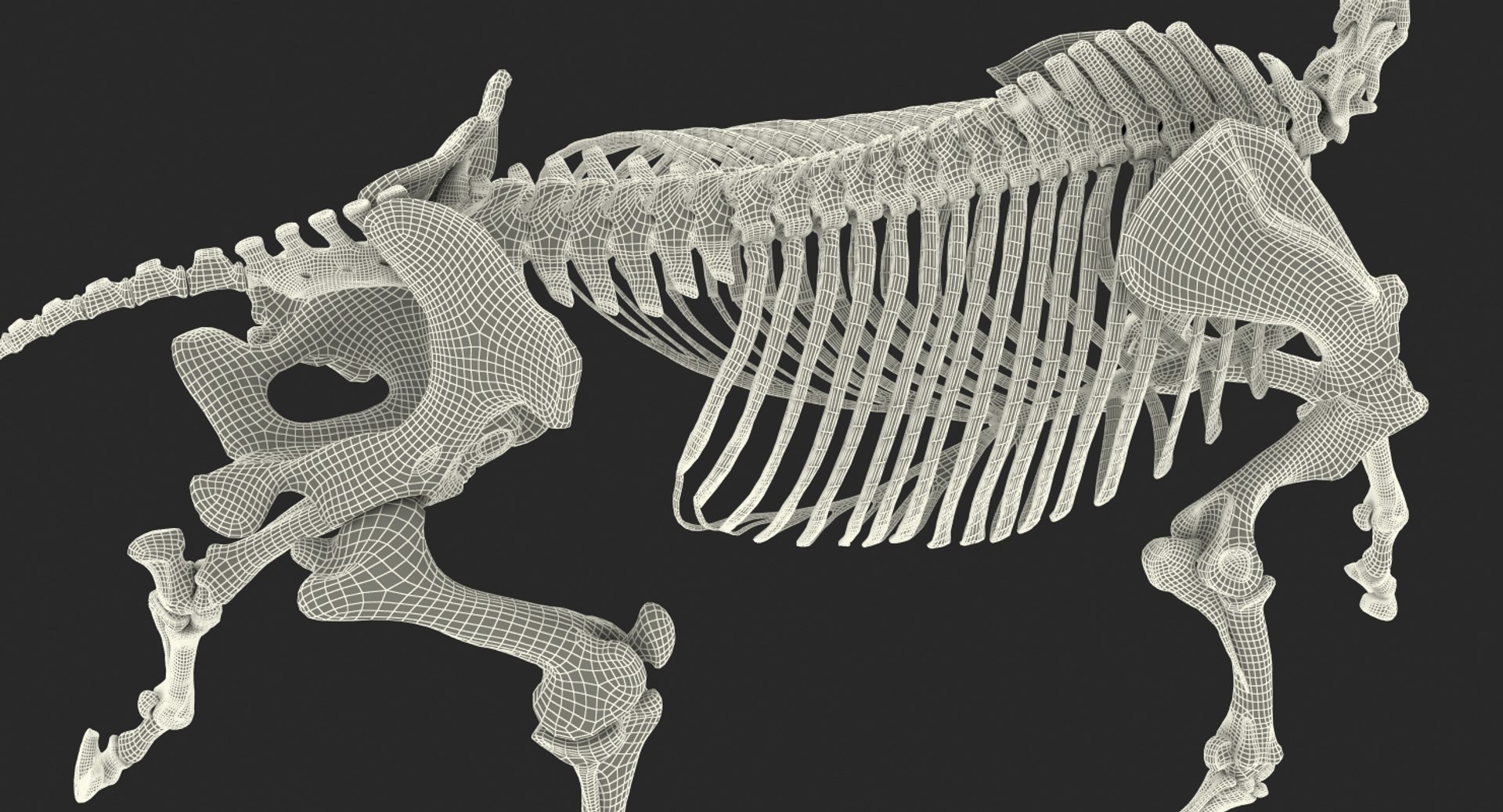 Horse Skeleton Running Pose 3D - TurboSquid 1345091