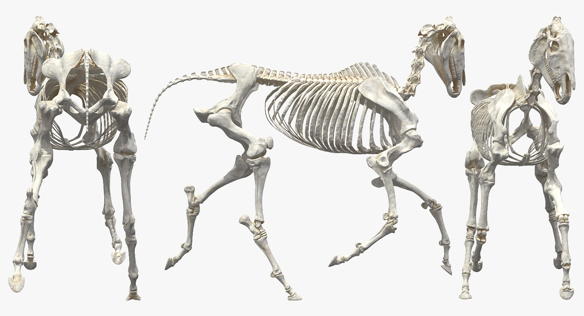 horse skeleton running pose 3D https://p.turbosquid.com/ts-thumb/c2/RC7AIW/bG0fXGB2/horseskeletonrunningpose3dmodel006/jpg/1541855138/1920x1080/fit_q87/a422b5744a17f9fd2449a5f6a5fbdde3d7c15a8d/horseskeletonrunningpose3dmodel006.jpg