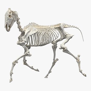 horse skeleton running pose 3D
