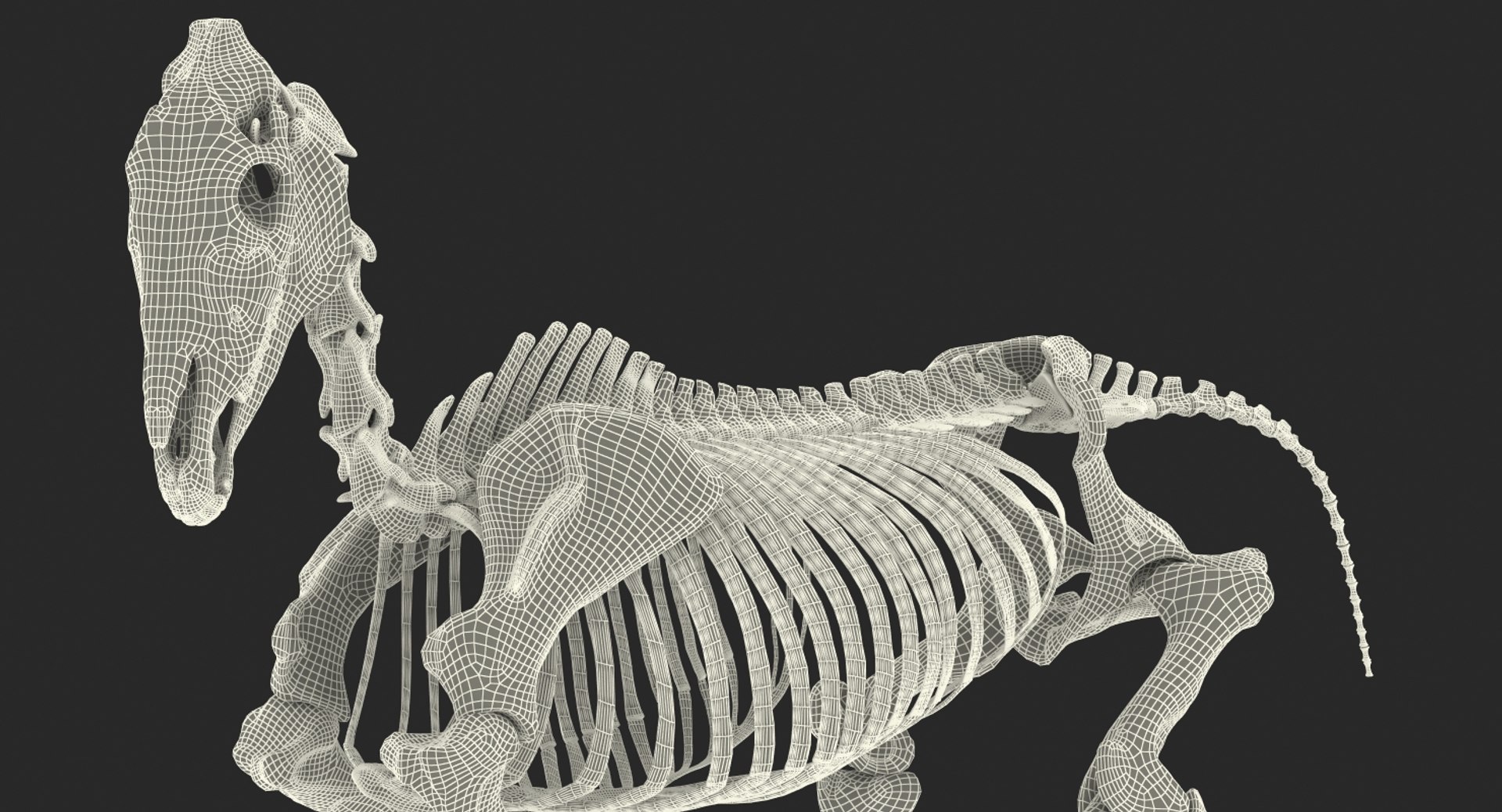 horse skeleton running pose 3D https://p.turbosquid.com/ts-thumb/c2/RC7AIW/jkC5bMXw/horseskeletonrunningpose3dmodel020/jpg/1541855200/1920x1080/fit_q87/113b407c23ea713f942992b4e13e9ec87de9106c/horseskeletonrunningpose3dmodel020.jpg