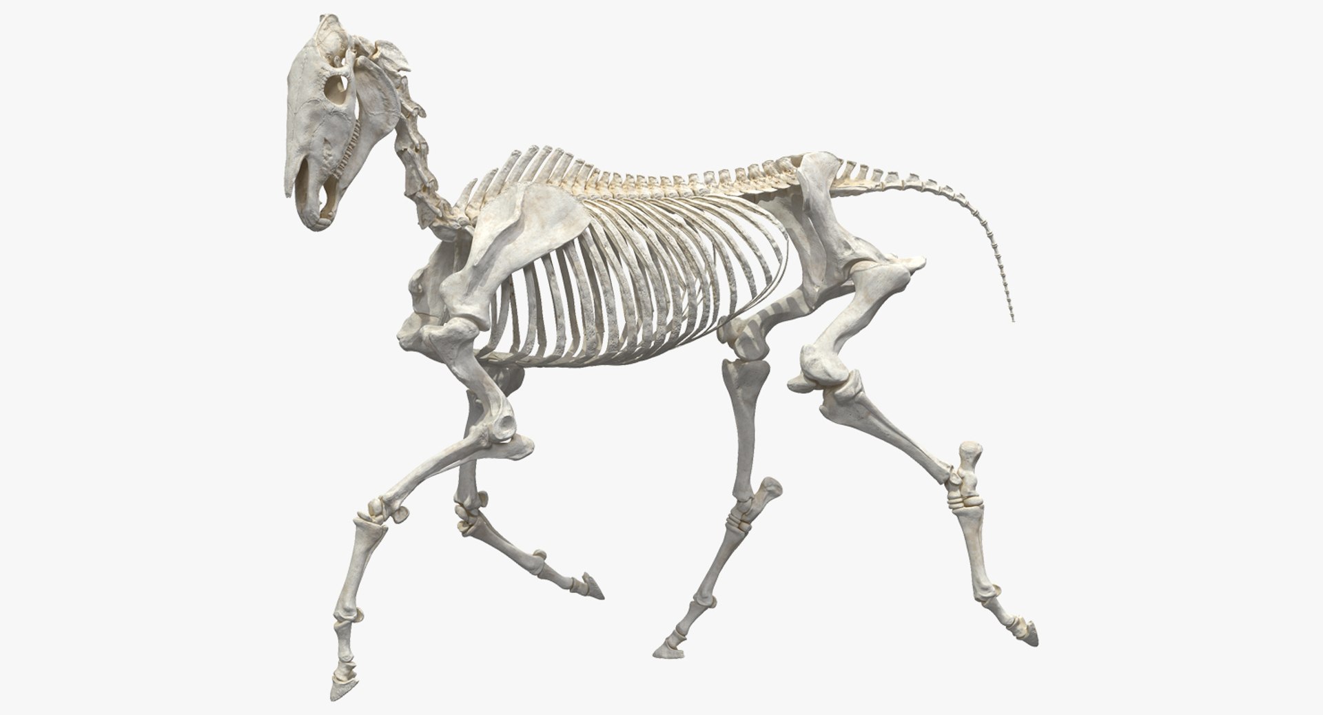 Animal Skeletons Collection 5 3D model https://p.turbosquid.com/ts-thumb/c2/RC7AIW/s3r3D9df/horseskeletonrunningpose3dmodel001/jpg/1648876742/1920x1080/fit_q87/147118e9993c51f85e3c1835acce031ee69dc837/horseskeletonrunningpose3dmodel001.jpg