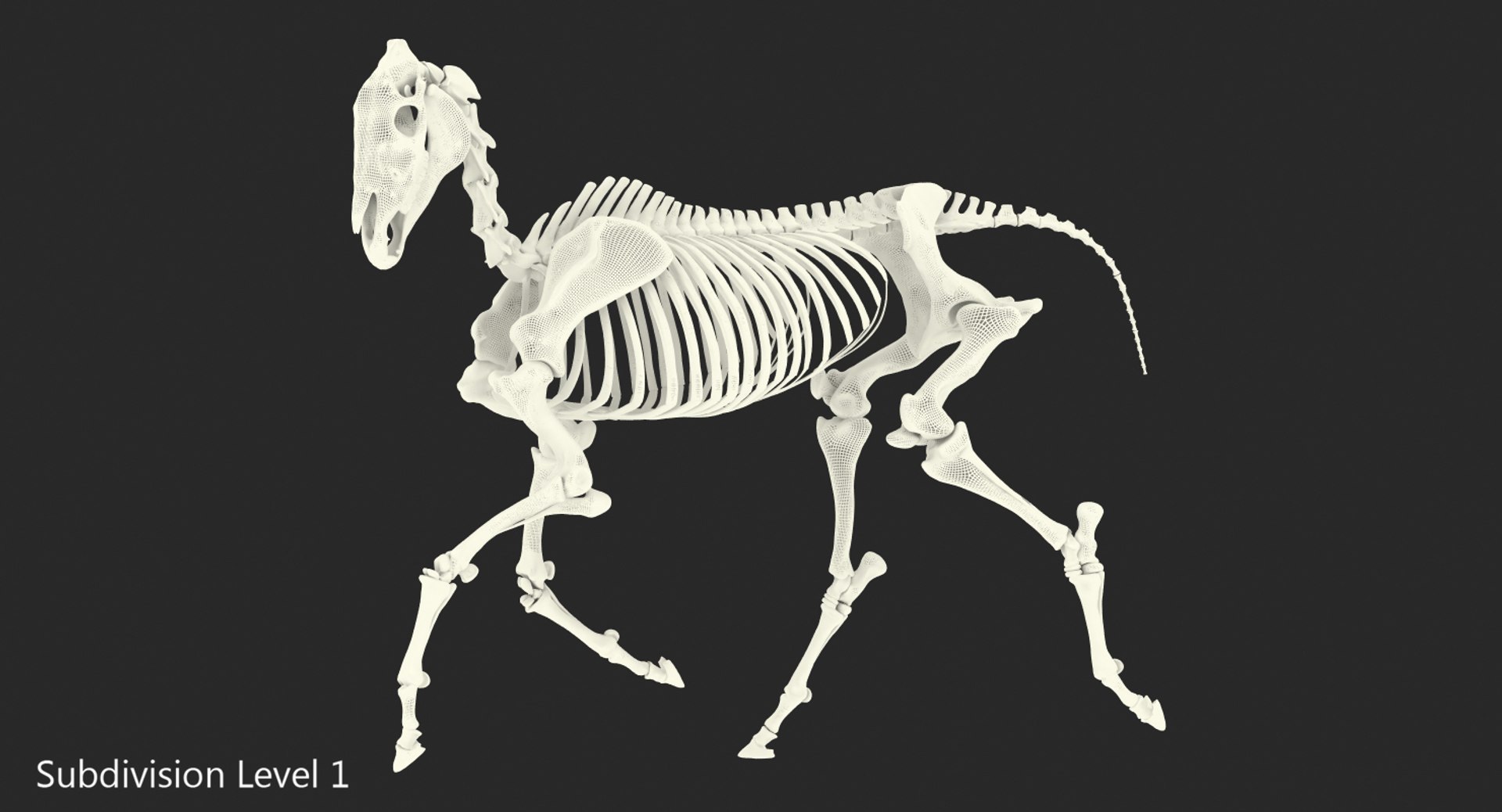 horse skeleton running pose 3D https://p.turbosquid.com/ts-thumb/c2/RC7AIW/w6jKkEiE/horseskeletonrunningpose3dmodel013/jpg/1541855174/1920x1080/fit_q87/dac1049782216ec8b653835384c5a0c07baebaea/horseskeletonrunningpose3dmodel013.jpg