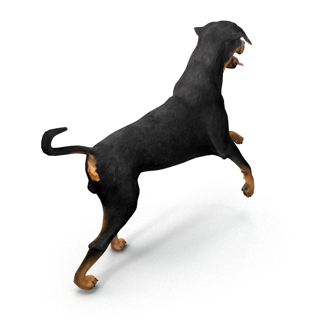 3d model rottweiler pose 2