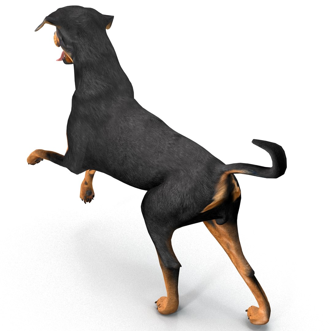 3d model rottweiler pose 2
