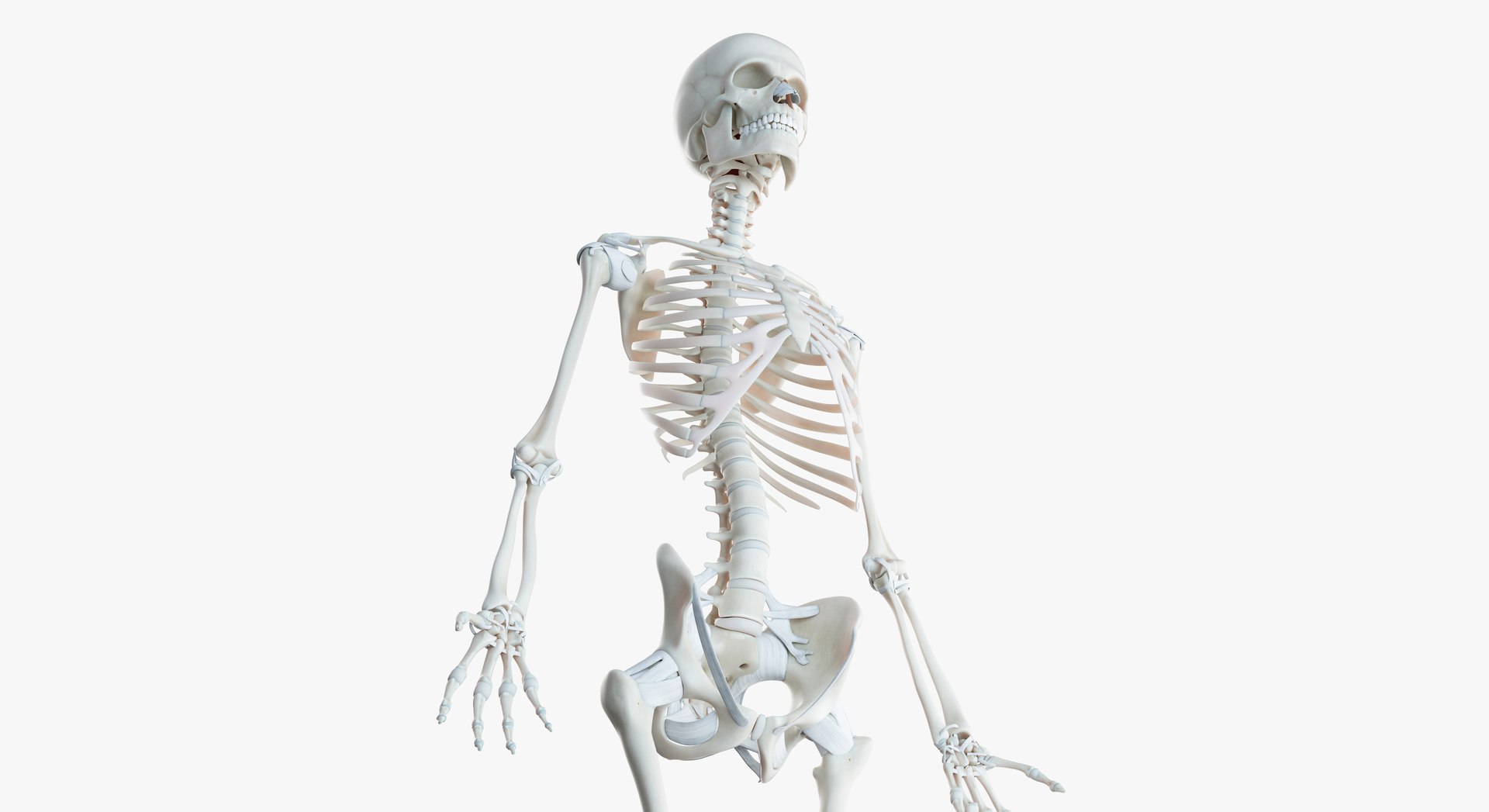 3D model skin african female skeleton https://p.turbosquid.com/ts-thumb/c2/fOSlv4/Rw1cwoyD/2019_female_skeleton0006/jpg/1577129076/1920x1080/fit_q87/475b13c1b62c624112263a9e9602da10f12bda8c/2019_female_skeleton0006.jpg