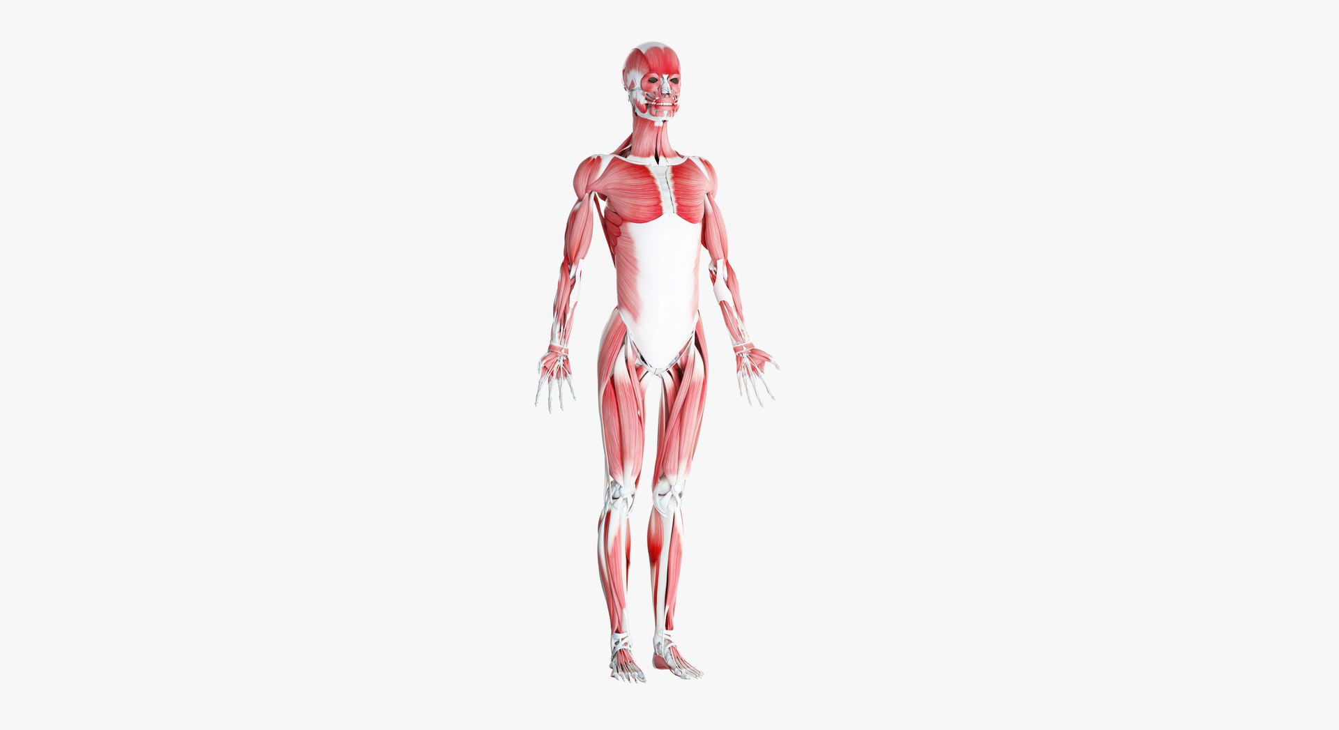 3D model skin african female skeleton https://p.turbosquid.com/ts-thumb/c2/fOSlv4/StASw4uh/2019_female_skeleton_muscles0000/jpg/1577129241/1920x1080/fit_q87/5b5457c682022f80416275fd3ba85fdb14b6e789/2019_female_skeleton_muscles0000.jpg