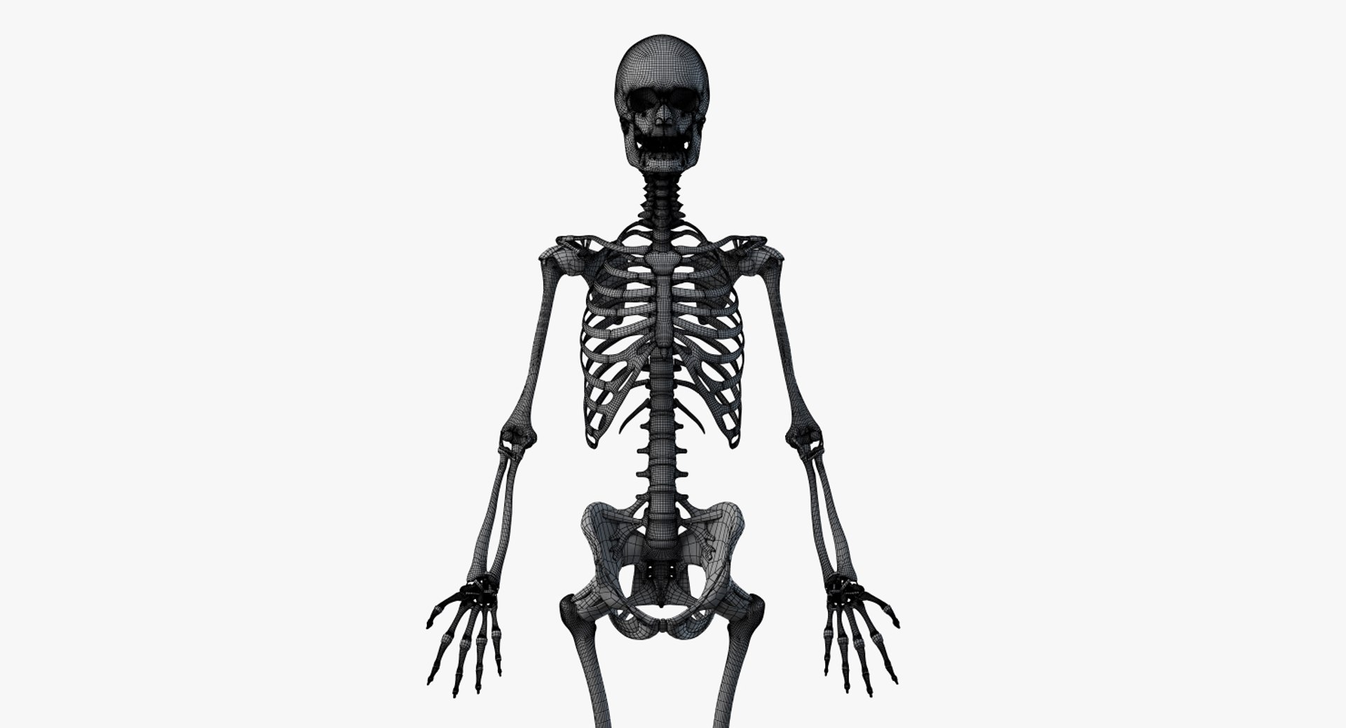 3D model skin african female skeleton https://p.turbosquid.com/ts-thumb/c2/fOSlv4/TtRBzYAz/2019_female_wire_anatomy_skel0001/jpg/1577129423/1920x1080/fit_q87/fc6c33241b365c4494bb13e00d6cbe11adb6f807/2019_female_wire_anatomy_skel0001.jpg