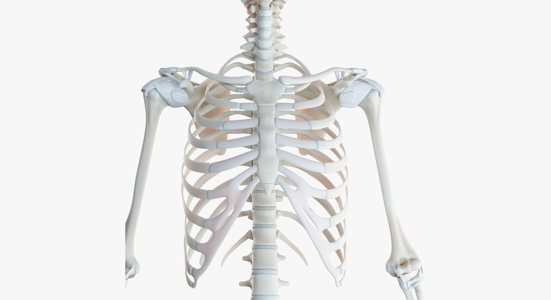 3D model skin african female skeleton https://p.turbosquid.com/ts-thumb/c2/fOSlv4/iL8HkEKC/2019_female_skeleton0002/jpg/1577129076/1920x1080/fit_q87/f5a571d25b0b89596336c6ca078dcd3617448a5b/2019_female_skeleton0002.jpg
