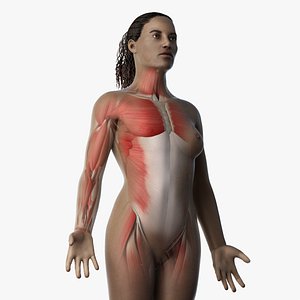 3D model skin african female skeleton