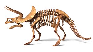 Triceratops Skeleton Fully Rigged Ceratopsian Anatomy