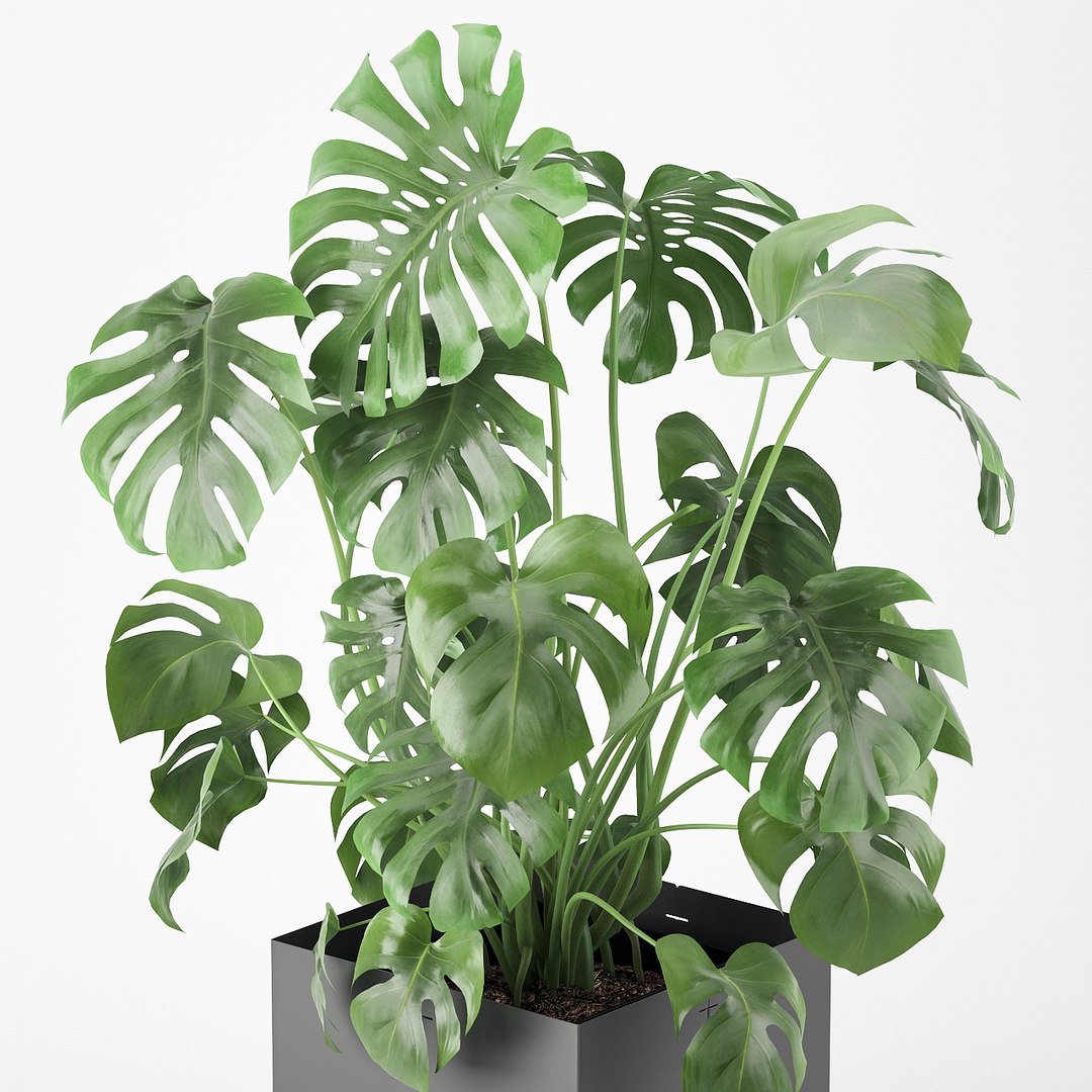 pot cape tree 3D https://p.turbosquid.com/ts-thumb/c2/jCidkR/0O5DT6Da/mod040007/jpg/1577347158/1920x1080/fit_q87/bdc380aa076f25f5d17d41a62eb872a24c0528fc/mod040007.jpg