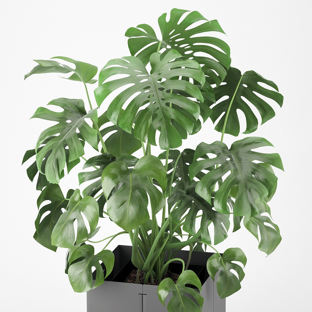 pot cape tree 3D https://p.turbosquid.com/ts-thumb/c2/jCidkR/6JqLwpLK/mod040004/jpg/1577347158/1920x1080/fit_q87/ccaf9e702287686d0e71b2fc835c1bb429ef913b/mod040004.jpg