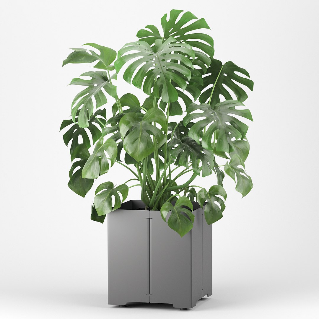 pot cape tree 3D https://p.turbosquid.com/ts-thumb/c2/jCidkR/8BEvJqbG/mod040000/jpg/1577347158/1920x1080/fit_q87/9032edf12e6c5ace5a0e67a5b59d9f036f2e67fe/mod040000.jpg