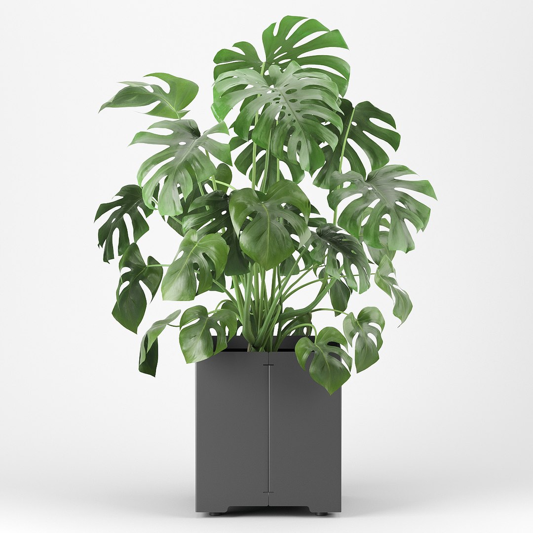 pot cape tree 3D https://p.turbosquid.com/ts-thumb/c2/jCidkR/BlJG7yoi/mod040001/jpg/1577347158/1920x1080/fit_q87/71a92fccdd29b23827b96012f61e30a5713236d8/mod040001.jpg