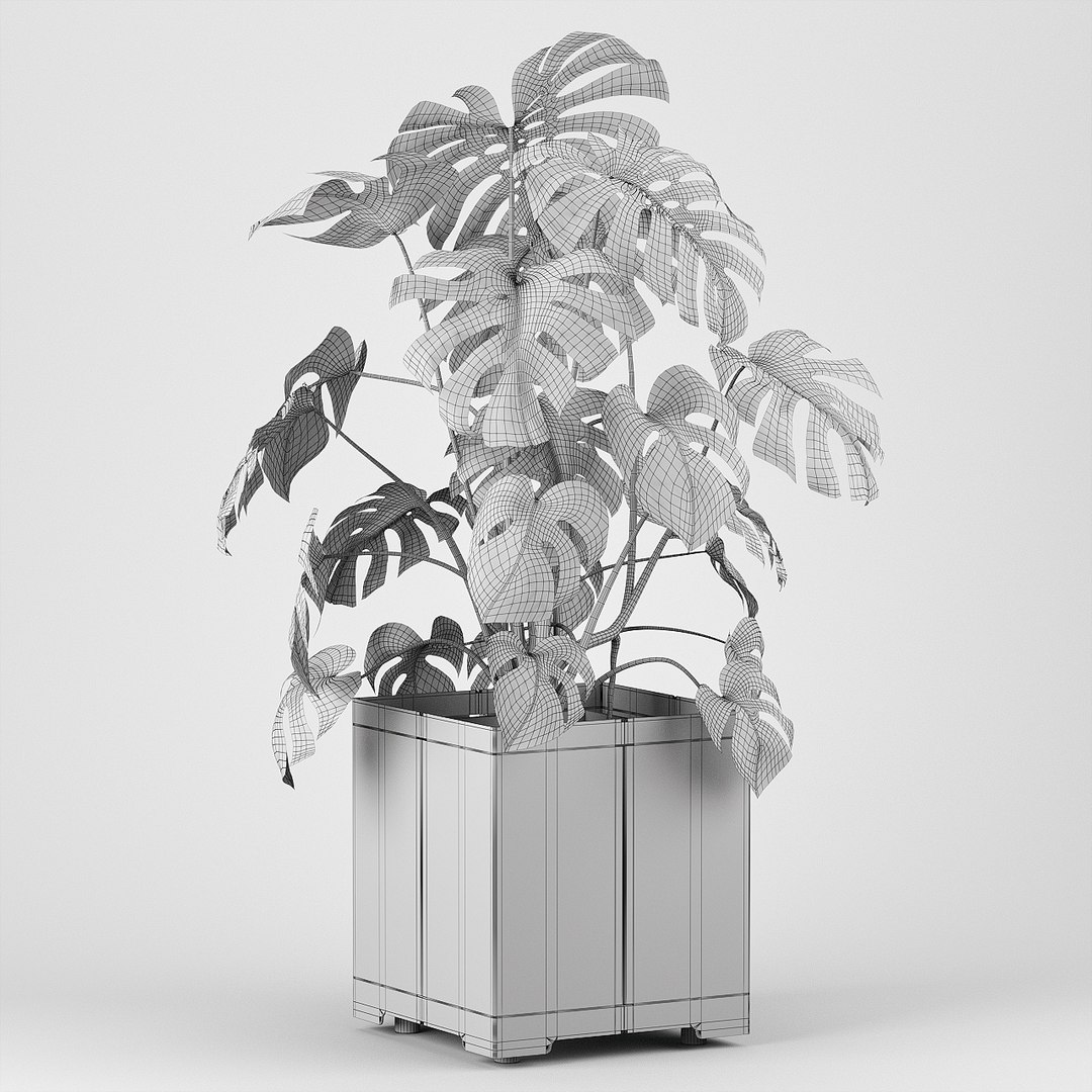 pot cape tree 3D https://p.turbosquid.com/ts-thumb/c2/jCidkR/DE1FFmYk/wire0002/jpg/1577347158/1920x1080/fit_q87/8e5a9c0851b7ab03c4acfa03fd5100fba1eae220/wire0002.jpg