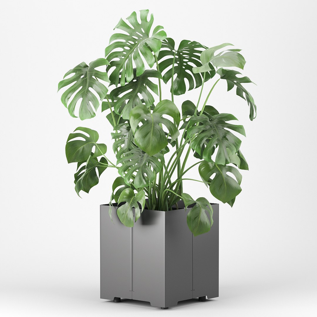 pot cape tree 3D https://p.turbosquid.com/ts-thumb/c2/jCidkR/QxSwEugg/mod040003/jpg/1577347158/1920x1080/fit_q87/0f0686d0a21e18474027557e6f39d66f573a7a92/mod040003.jpg