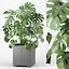 Monstera árvore em uma panela 04 (Coleção CAPE)