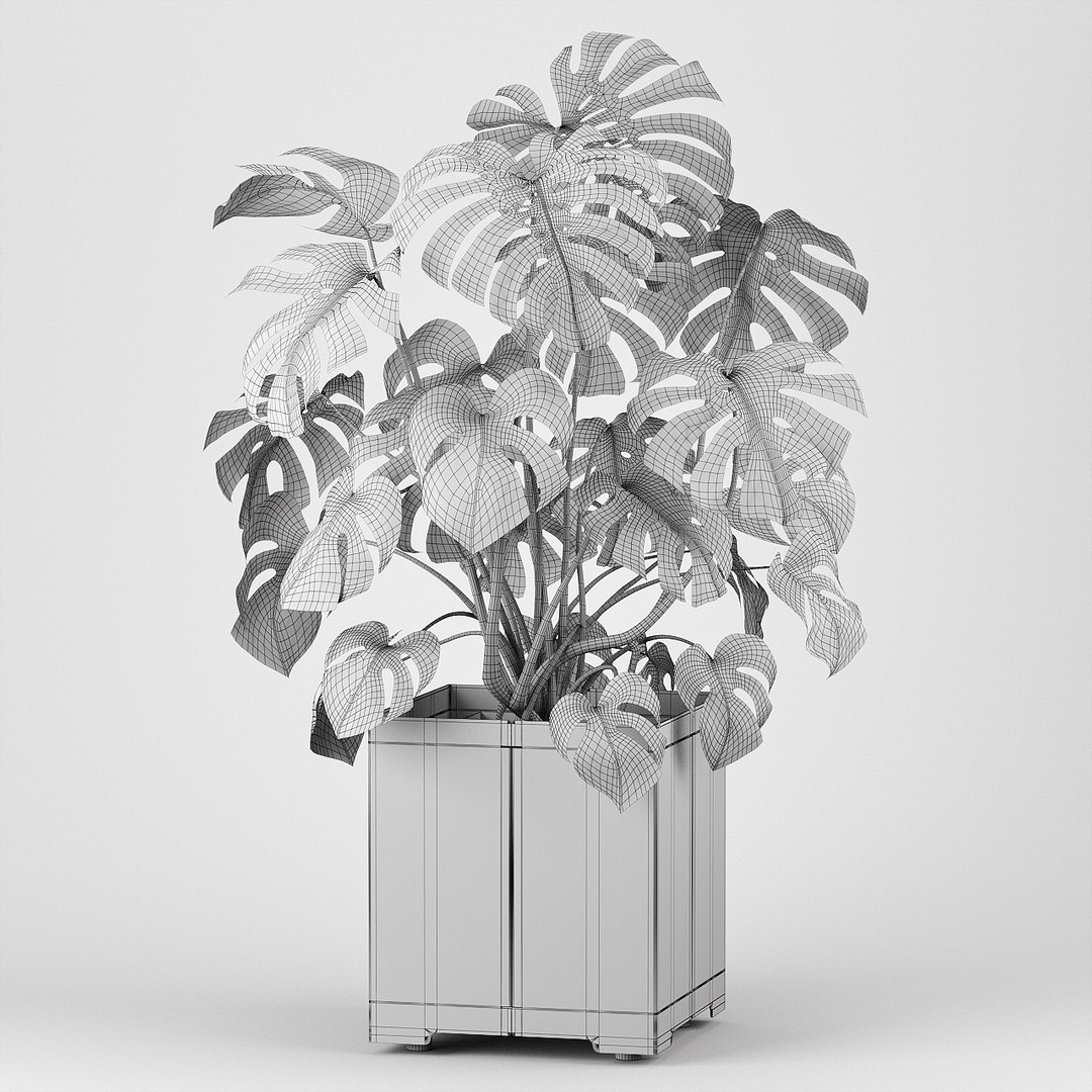 pot cape tree 3D https://p.turbosquid.com/ts-thumb/c2/jCidkR/TuwvEBKM/wire0000/jpg/1577347158/1920x1080/fit_q87/3e769264721a658afaa53be93f3f5ae96562175c/wire0000.jpg