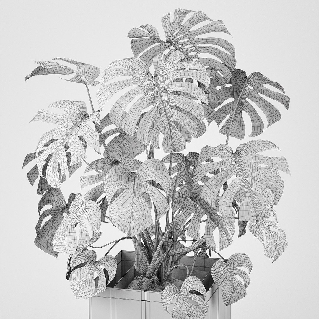 pot cape tree 3D https://p.turbosquid.com/ts-thumb/c2/jCidkR/UNrWoyuT/wire0004/jpg/1577347158/1920x1080/fit_q87/f1bcebaf1e9ed7fbfaa2db2323ddb676e352ad4d/wire0004.jpg