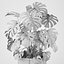 Monstera árvore em uma panela 04 (Coleção CAPE)