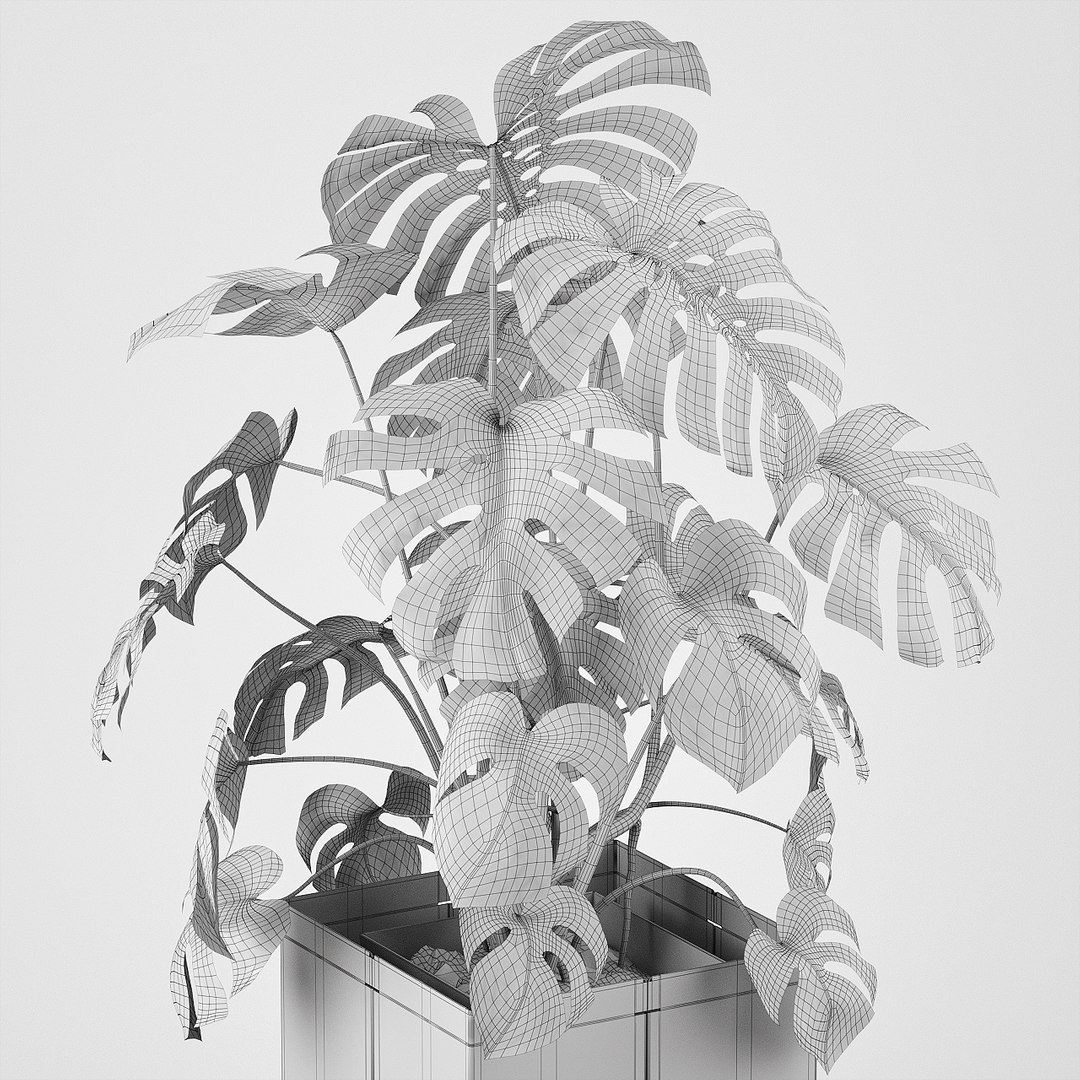 pot cape tree 3D https://p.turbosquid.com/ts-thumb/c2/jCidkR/XgVDcuDL/wire0006/jpg/1577347158/1920x1080/fit_q87/3229c5d7e2c5ab02cc7a279d880242be8339f867/wire0006.jpg