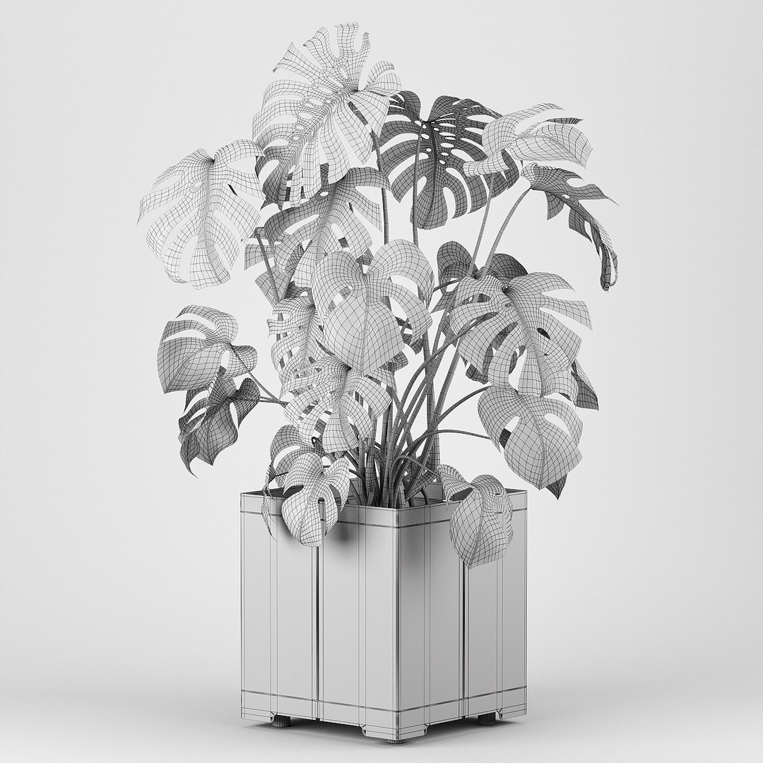 pot cape tree 3D https://p.turbosquid.com/ts-thumb/c2/jCidkR/ZlpQWCmA/wire0003/jpg/1577347158/1920x1080/fit_q87/f100127568b57f42620ff225bb2865b713a5ead5/wire0003.jpg