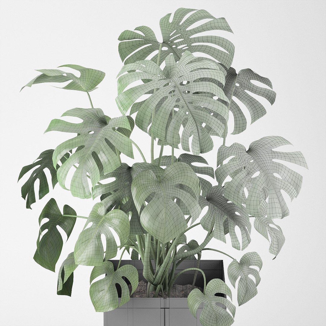 pot cape tree 3D https://p.turbosquid.com/ts-thumb/c2/jCidkR/gyGD3IZC/mod04_5050/jpg/1577347158/1920x1080/fit_q87/ef6a768fff17e65b4af1608d3095d8b1058ef3d9/mod04_5050.jpg